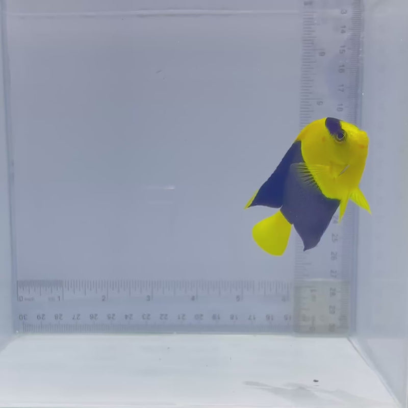 Bicolor Dwarf Angelfish (Centropyge bicolor)