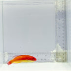 Hooded Flame Fairy Wrasse