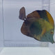 Blue Face Koi Tang Fish