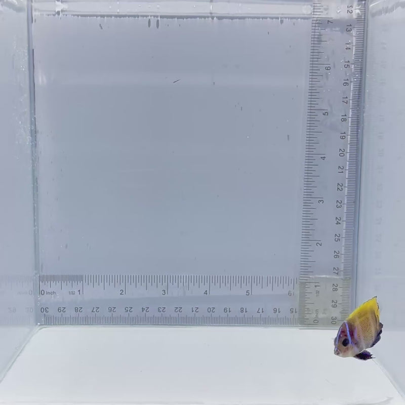 Captive-Bred Majestic Angel Fish
