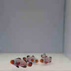 Frostbite Clownfish - Amphiprion ocellaris