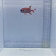 Big Eye Squirrelfish