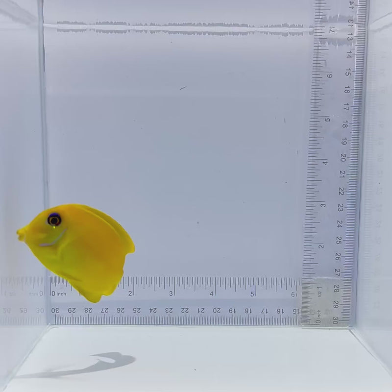 Mimic Lemonpeel Tang Fish