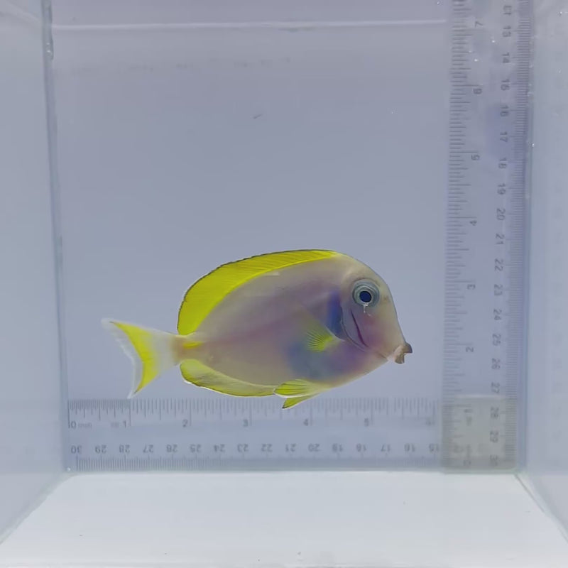Hybrid Powder Blue Tang (Acanthurus leucosternon × Acanthurus nigricans)