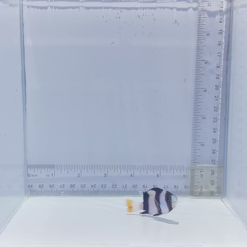 Tuxedo Damsel Fish