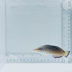 Brown Bird Wrasse