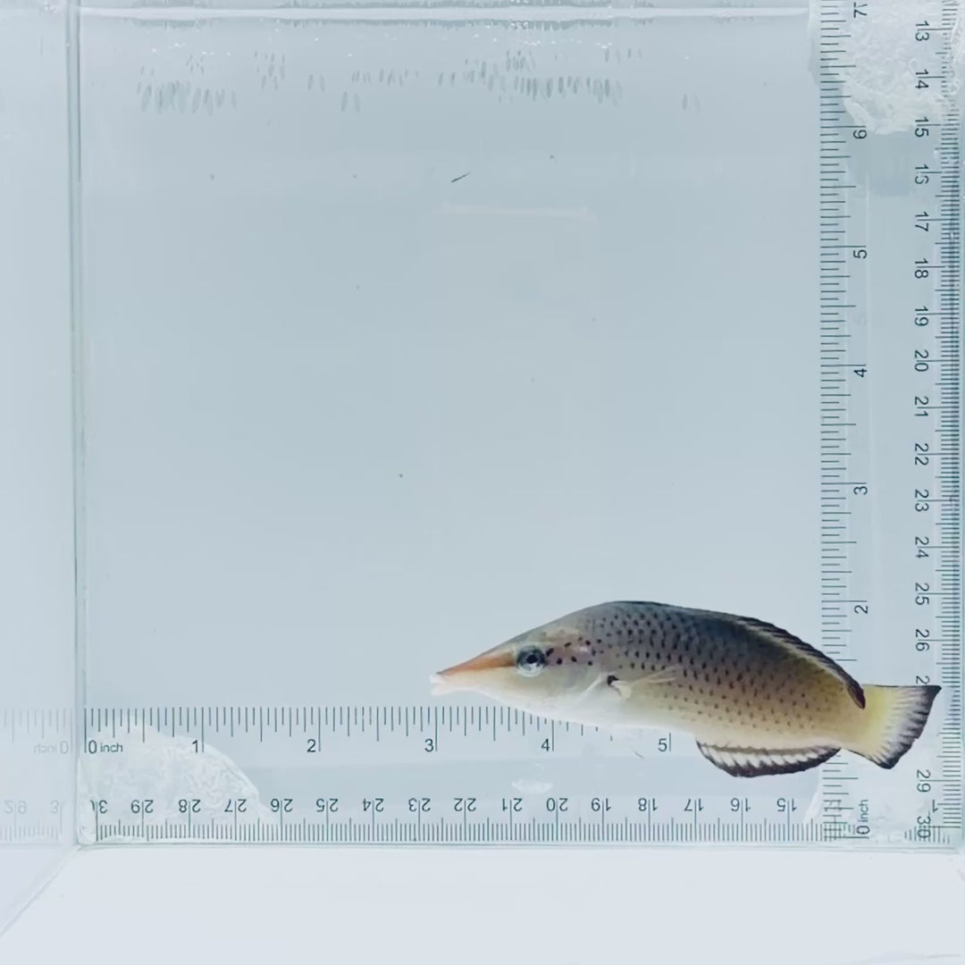 Brown Bird Wrasse