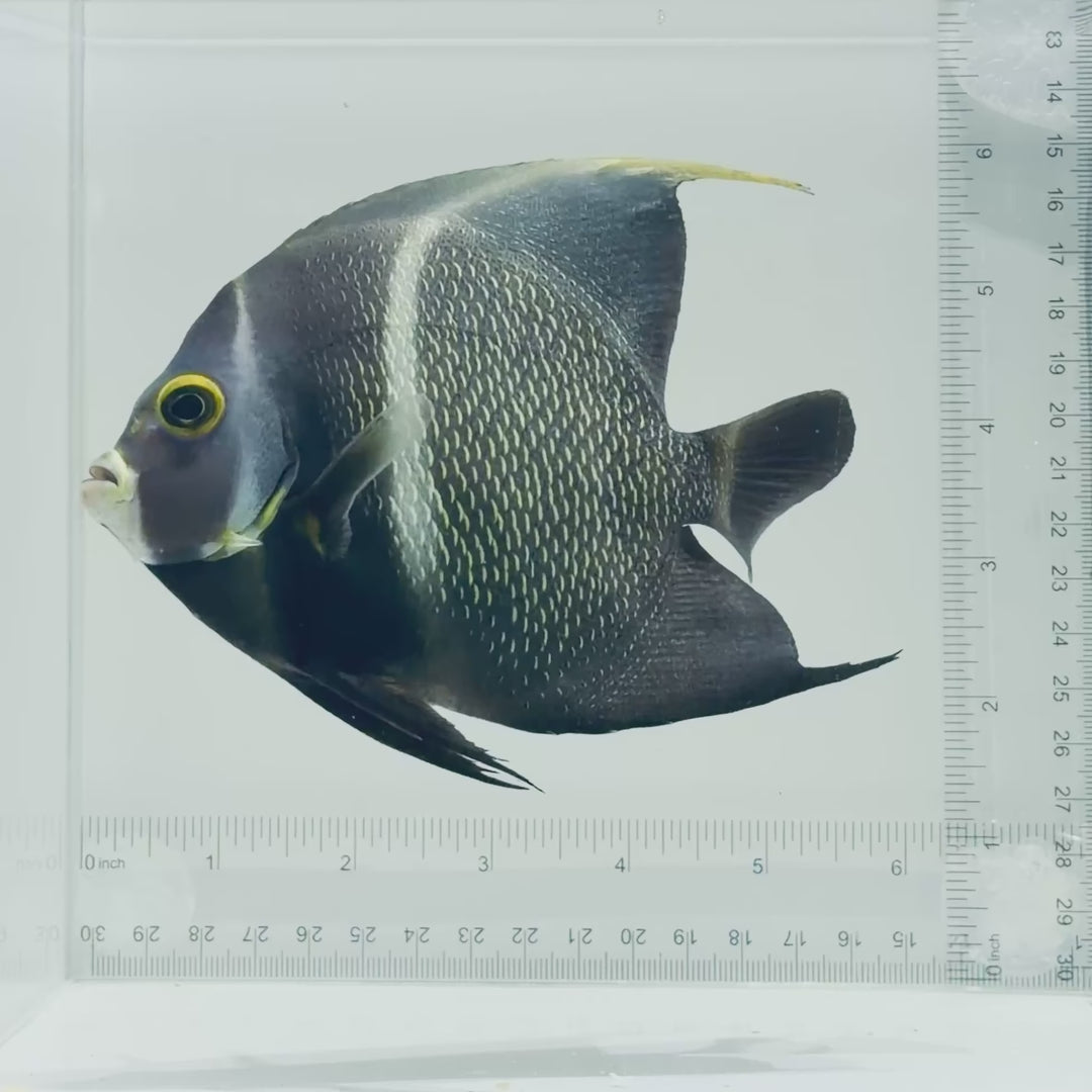 French Angelfish