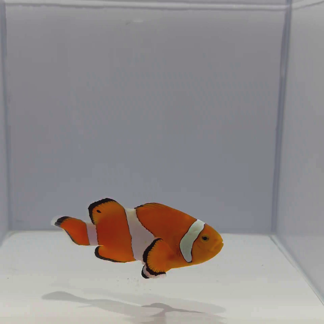 Jumbo Orange Ocellaris Clownfish