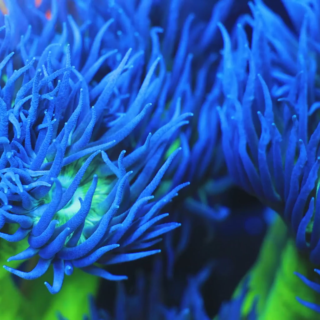 Green Stem Duncan Coral