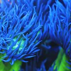 Green Stem Duncan Coral