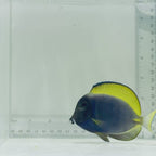 Hybrid Powder Blue Tang
