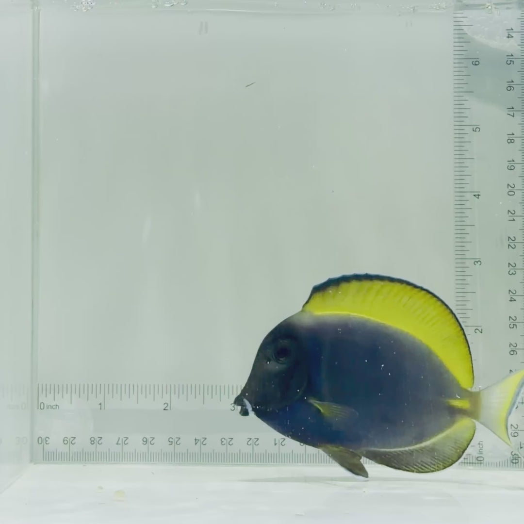 Hybrid Powder Blue Tang