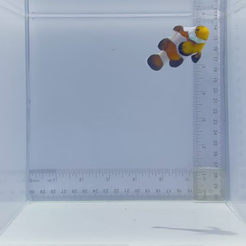 Stubby Premium Black Gladiator Clownfish