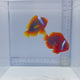 Tomato Pair Clownfish