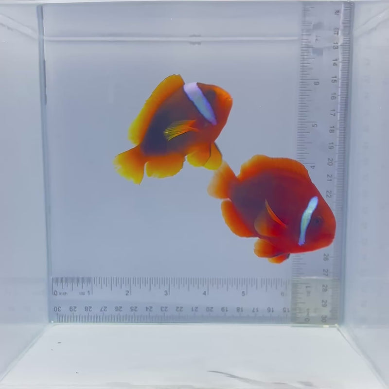 Tomato Pair Clownfish
