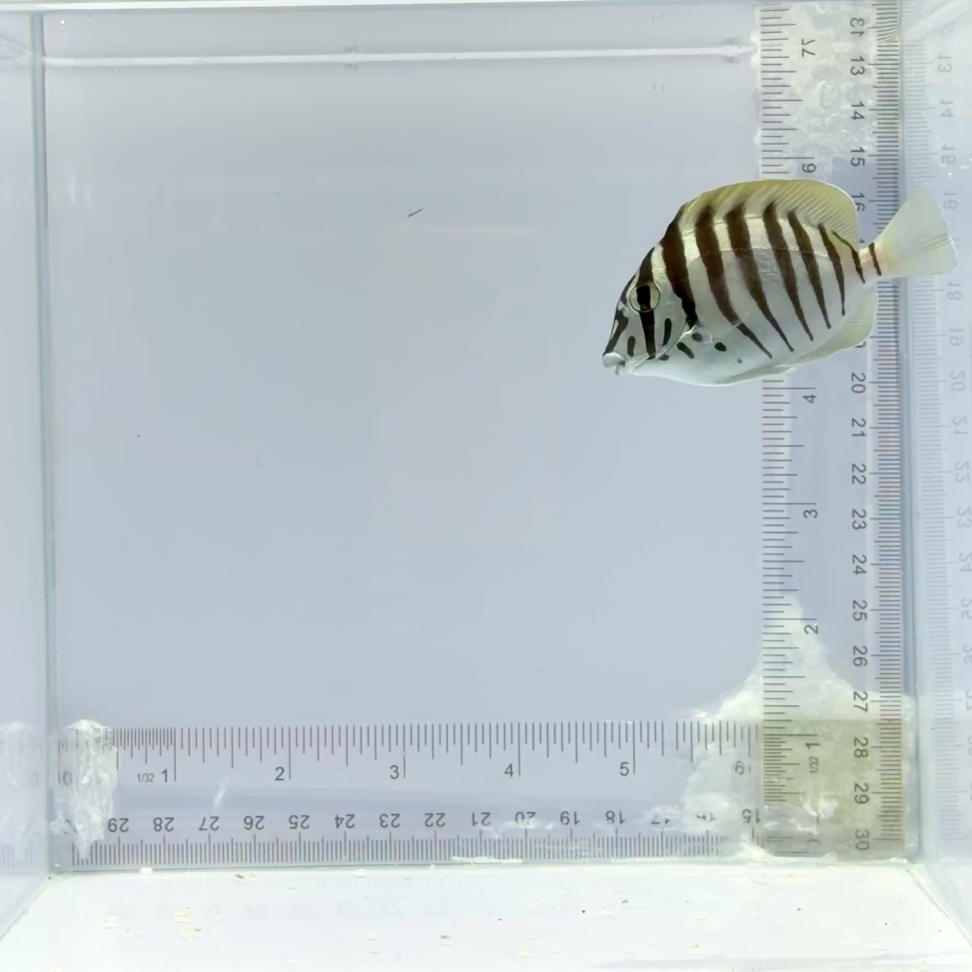 Zebra Tang