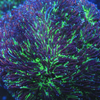 TSA Court Jester Galaxea Coral