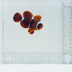 Maroon Clownfish