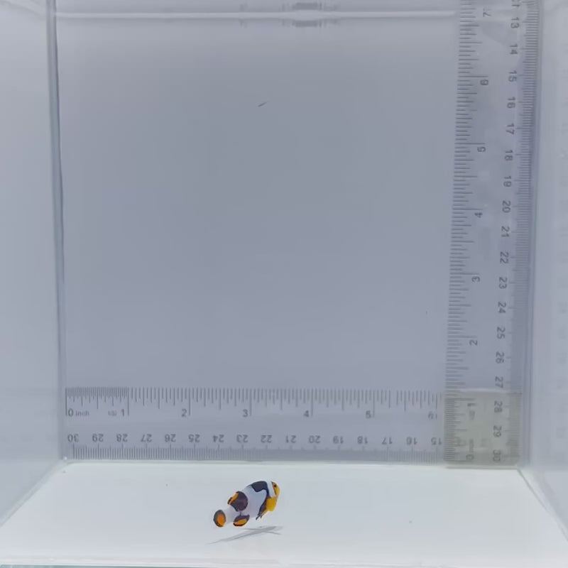 Onyx Picasso Clownfish (Amphiprion percula)