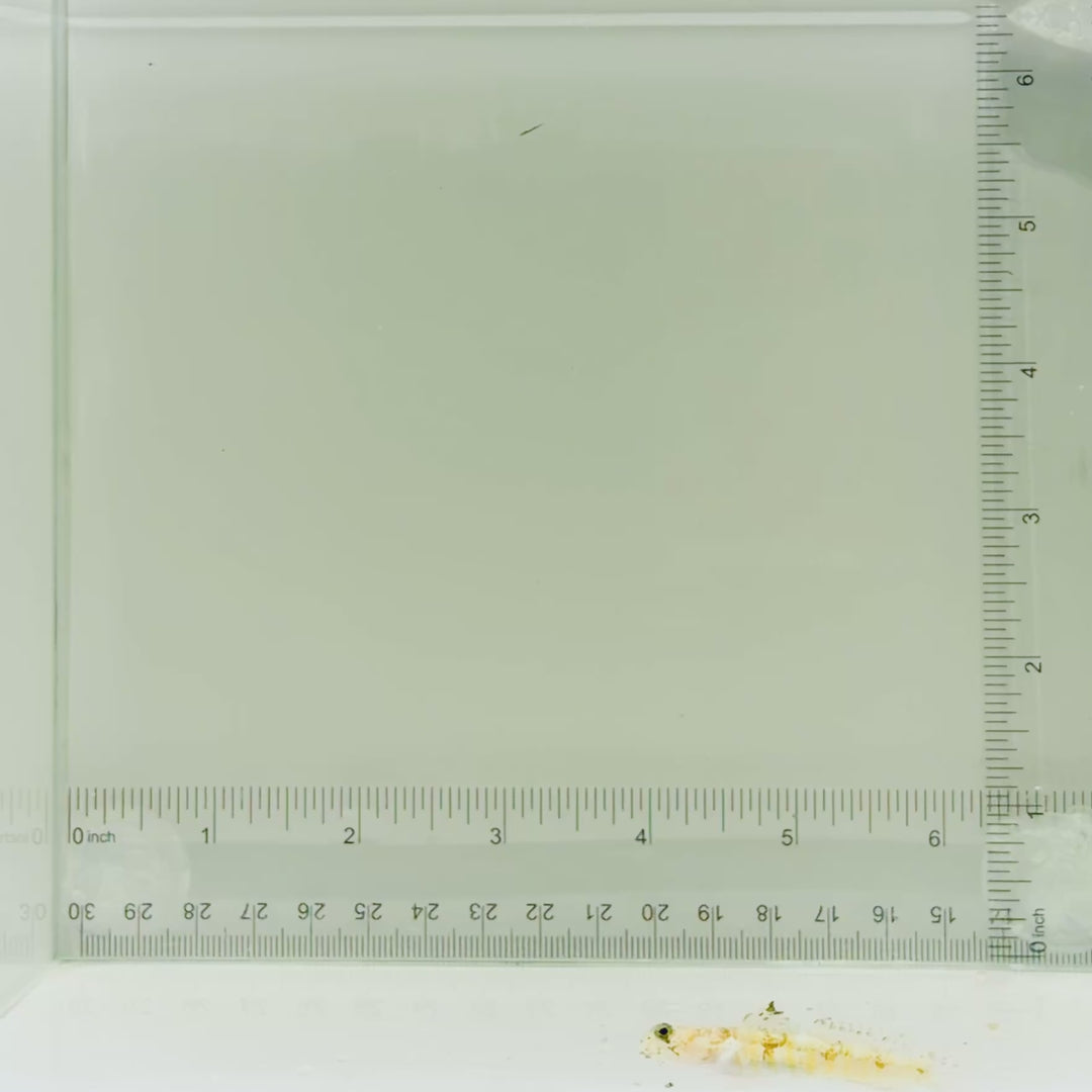 Monster Shrimp Goby