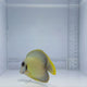 Mimic Lemon-Peel Tang Fish
