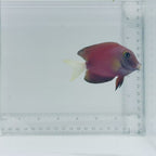 White Tail Bristletooth Tang