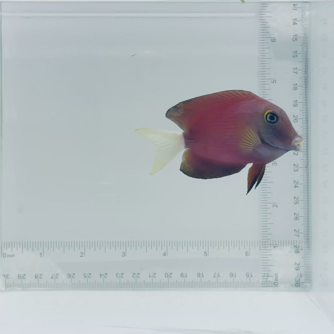White Tail Bristletooth Tang