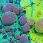 Cosmic Candy Grafted Bounce Chalice Coral
