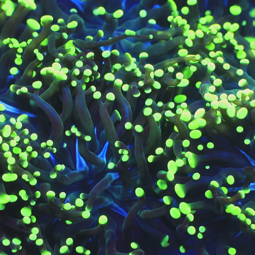 Green Tip Frammer Coral video