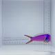Purple Tile Fish