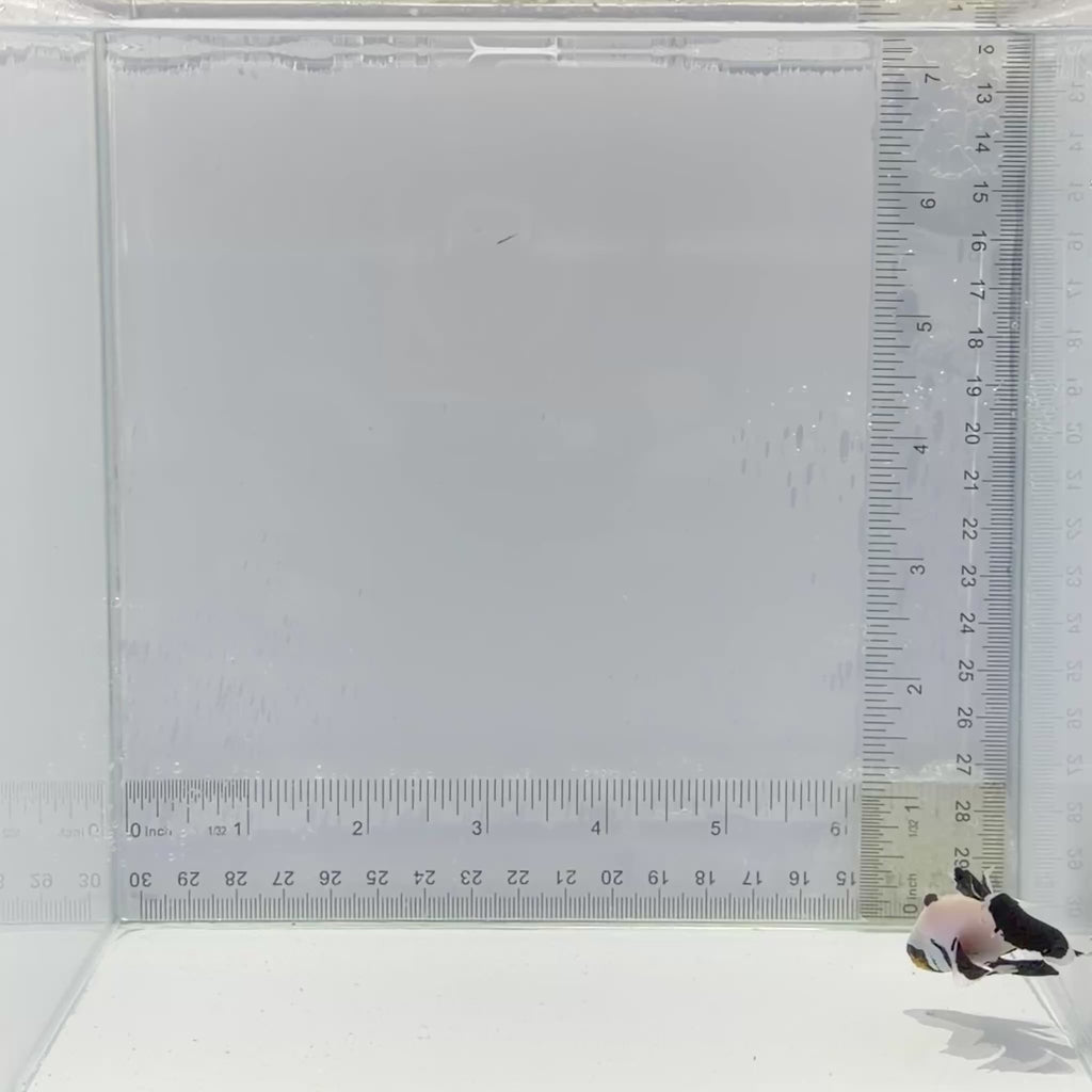 B45 (Longfin Pearl Eye Flurry) Clownfish  – Amphiprion ocellaris