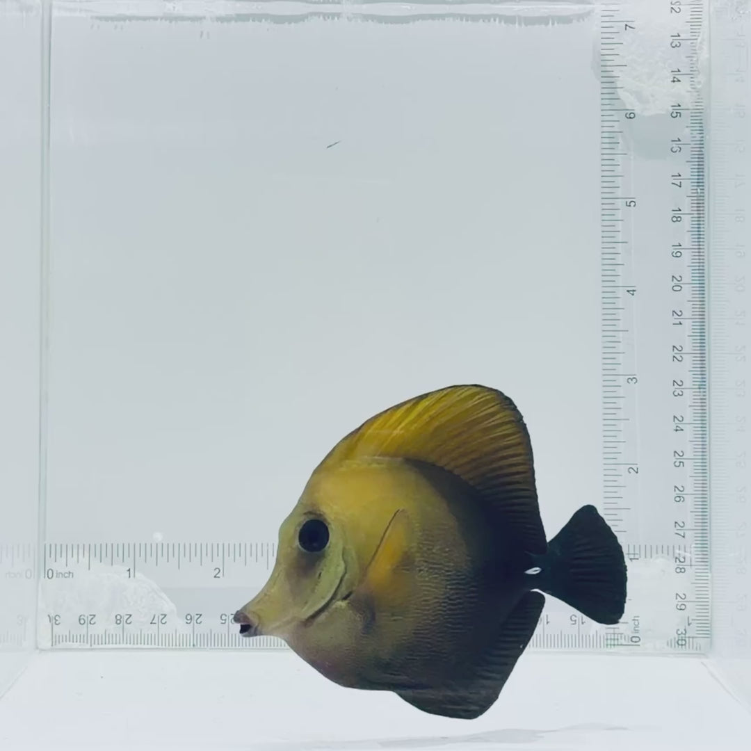 Scopas Tang