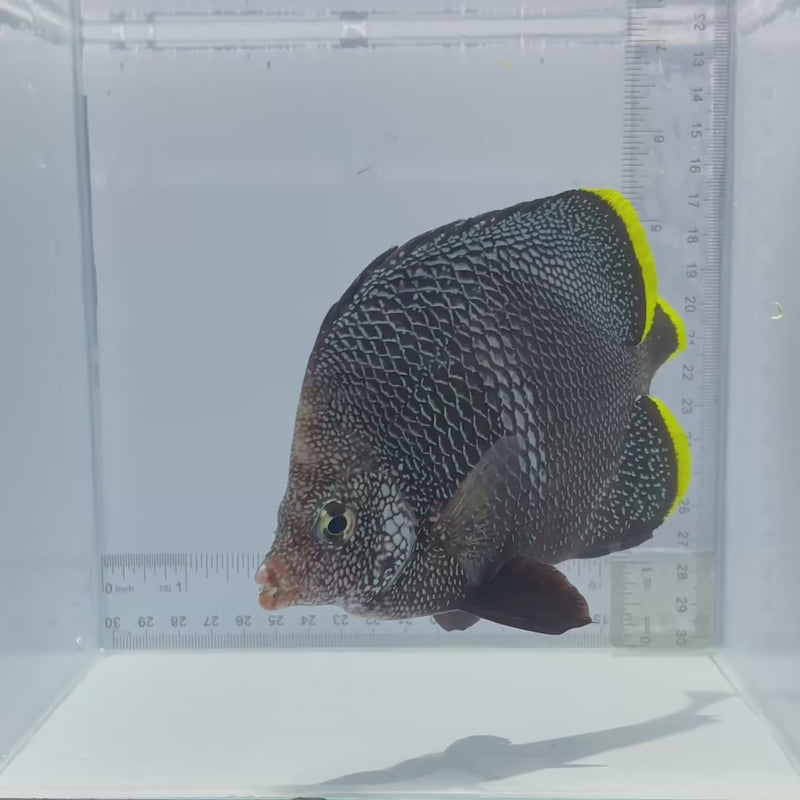 Wrought Iron Butterfly Fish