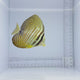 Desjardini Sailfin Tang Fish