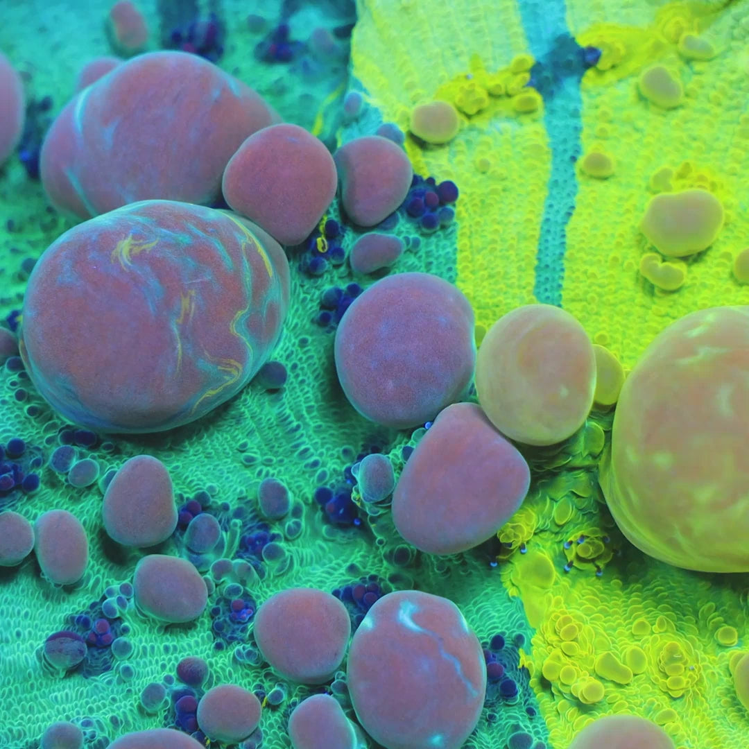 Cosmic Candy Bounce Chalice Coral