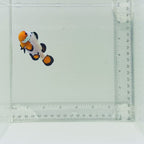 Jumbo Premium Frostbite Clownfish
