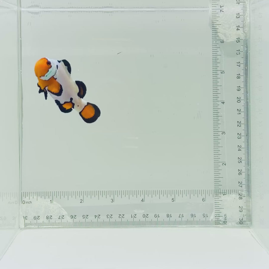 Jumbo Premium Frostbite Clownfish
