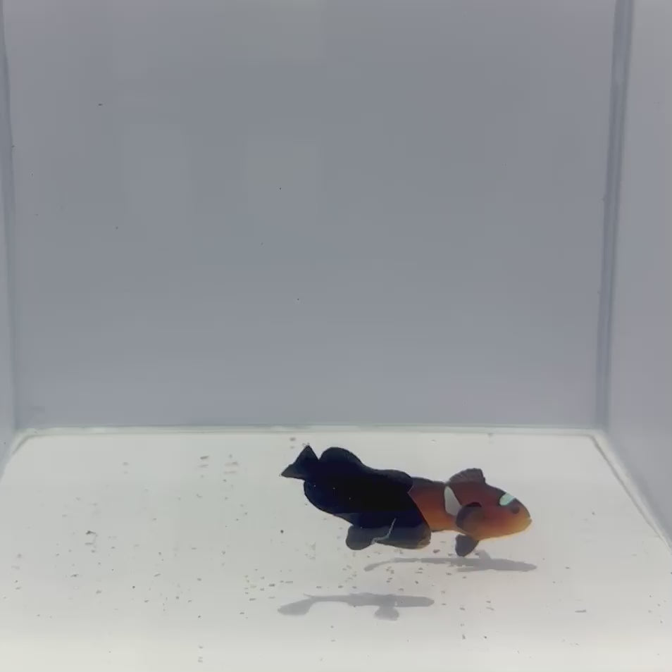 Midnight X Extreme Misbar Clownfish Pair