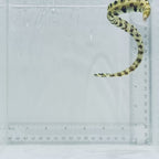 Snowflake Moray Eel