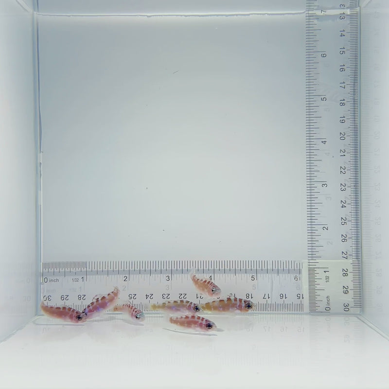Chalk Basslet Fish