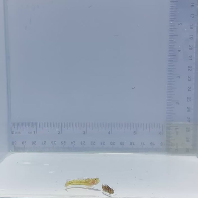 Pair Signal Blenny — Emblemaria hypacanthus