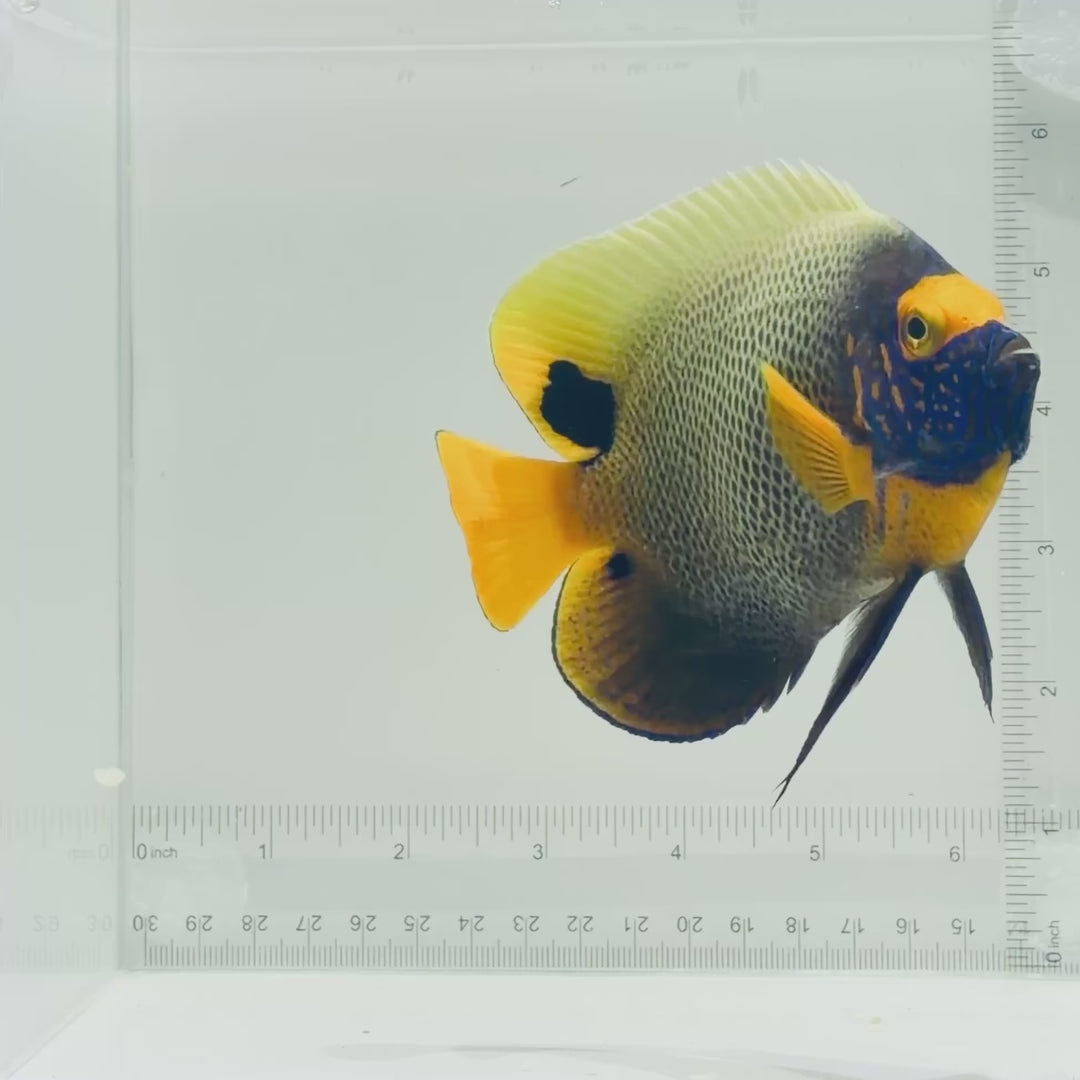 Blue Face Angelfish