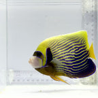 Emperor Angelfish