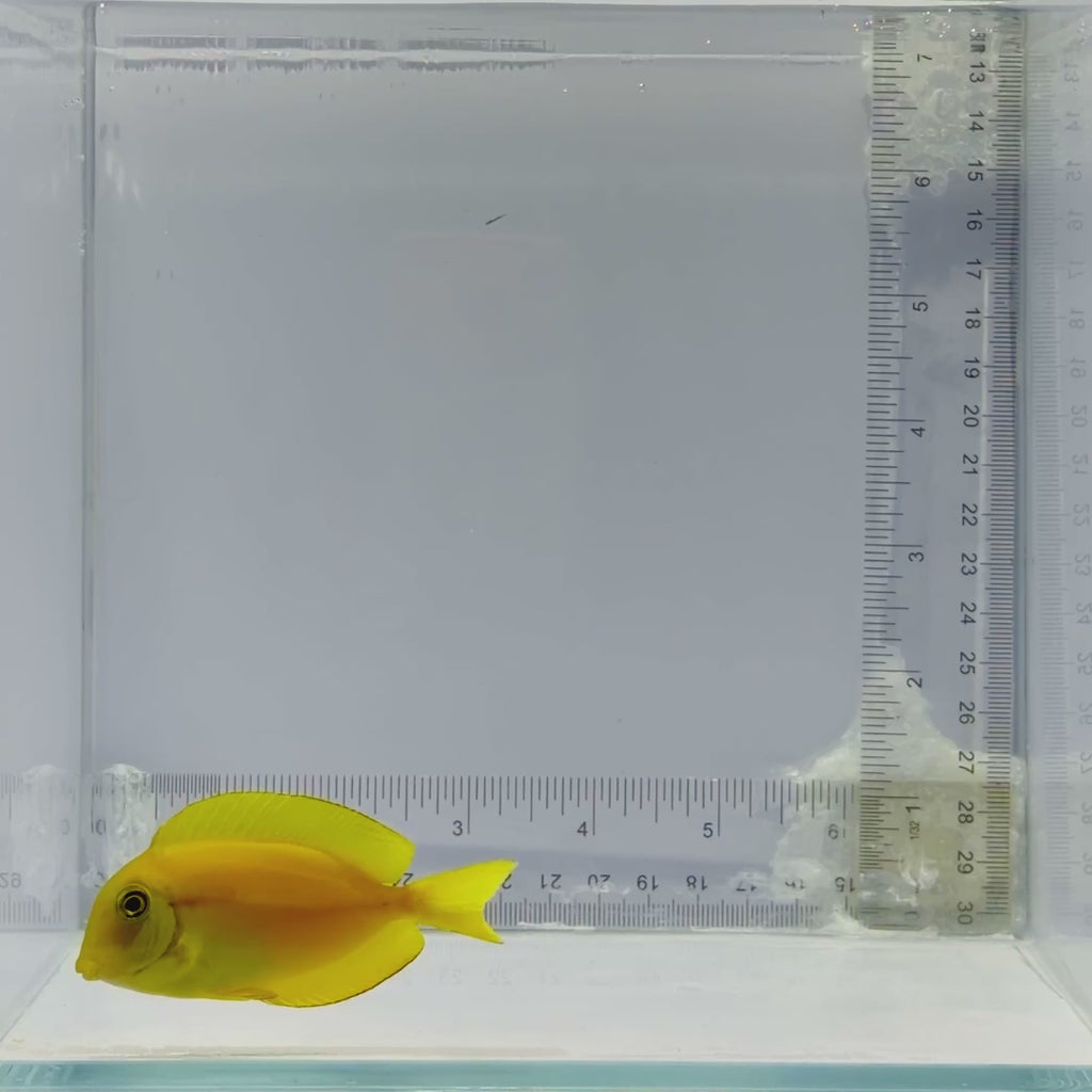 Orange Shoulder Tang