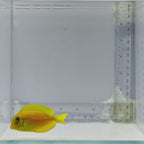 Orange Shoulder Tang