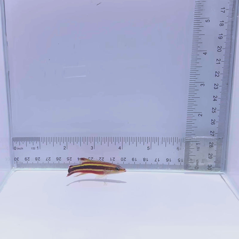 Rainbow Basslet Fish