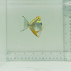 Blonde Naso Tang