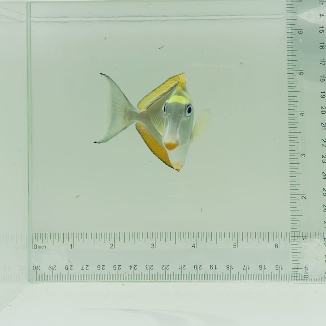 Blonde Naso Tang