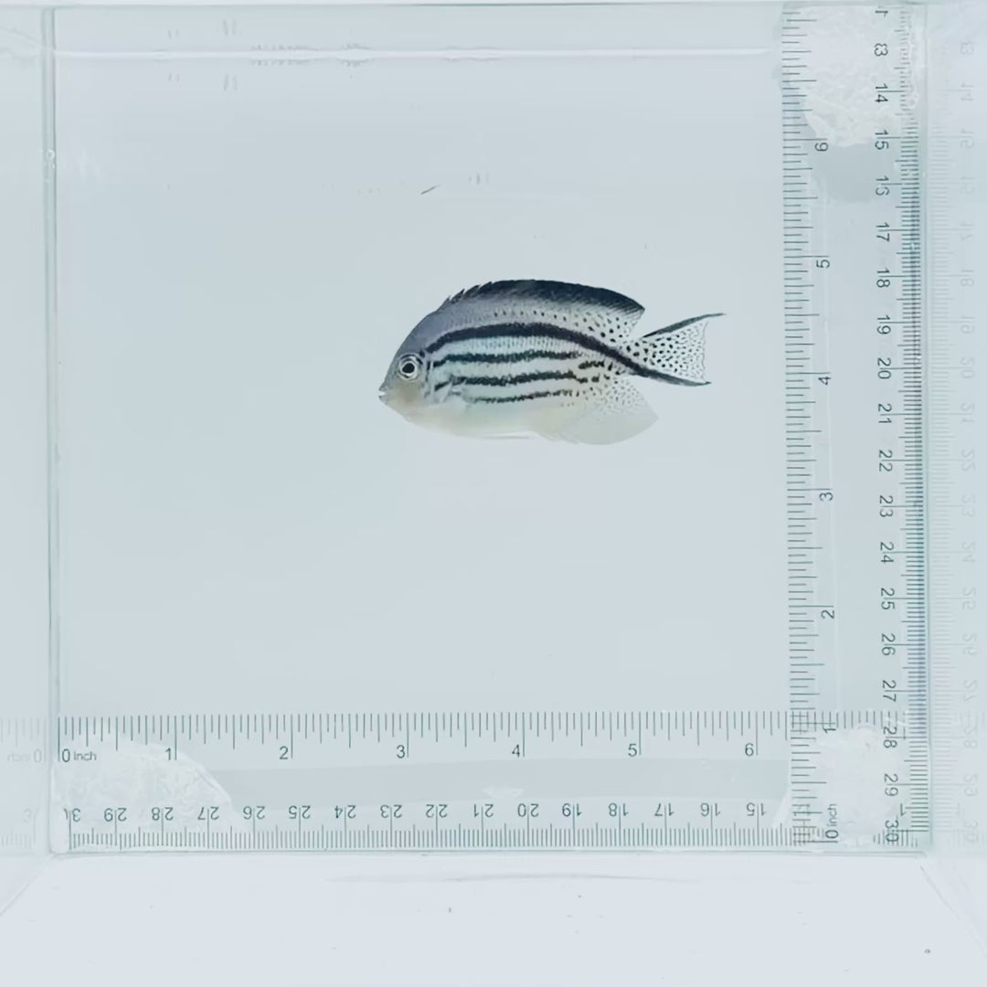 Lamarck Angelfish